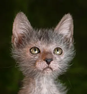 Beautiful Up-close Lykoi Cat Portrait Wallpaper