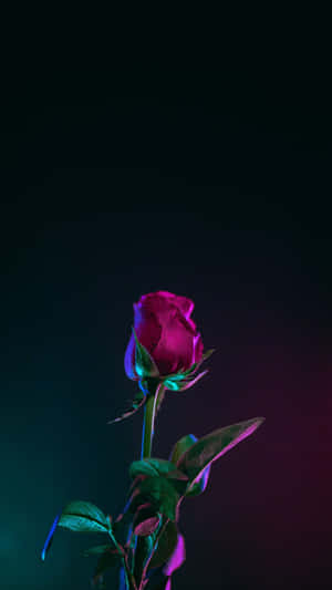 Beautiful Valentine's Day Roses Wallpaper