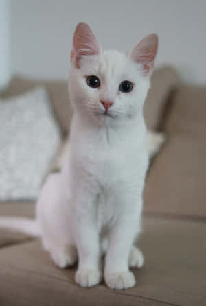 Beautiful White Khao Manee Cat Posing For A Portrait Wallpaper