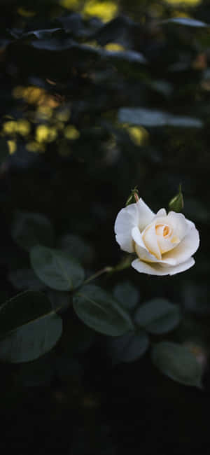 Beautiful White Roses Wallpaper