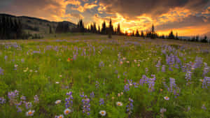 Beautiful Wild Flower Blooms In A Lush Meadow Wallpaper