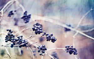 Beautiful Winter Berries Adorning The Snowy Landscape Wallpaper