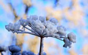 Beautiful Winter Flowers Blooming In Snow Wallpaper