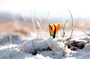 Beautiful Winter Flowers In Full Bloom Wallpaper