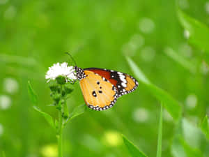 Beautiful Yellow Butterfly Wallpaper