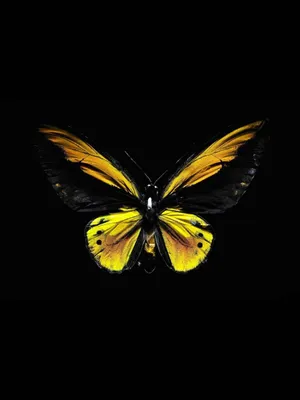 Beautiful Yellow Butterfly On A Blossoming Flower Wallpaper