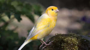 Beautiful Yellow Canary In Its Natural Habitat Wallpaper