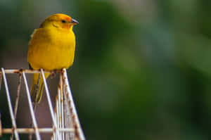 Beautiful Yellow Canary Perched On A Branch Wallpaper