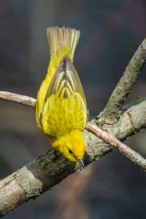 Beautiful Yellow Canary Perched On A Branch Wallpaper