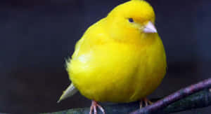 Beautiful Yellow Canary Perched On A Branch Wallpaper