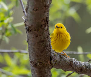 Beautiful Yellow Canary Perched On A Branch Wallpaper