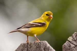 Beautiful Yellow Canary Perched On A Tree Branch Wallpaper