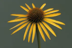 Beautiful Yellow Coneflower Blooming In Nature Wallpaper