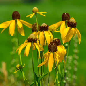 Beautiful Yellow Coneflower In Bloom Wallpaper