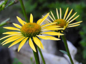 Beautiful Yellow Coneflower In Full Bloom Wallpaper