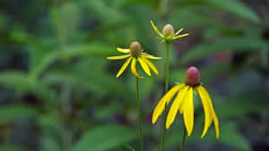 Beautiful Yellow Coneflower In Full Bloom Wallpaper