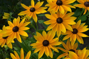 Beautiful Yellow Coneflower In Full Bloom Wallpaper