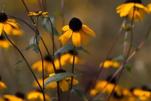 Beautiful Yellow Coneflower In Full Bloom Wallpaper
