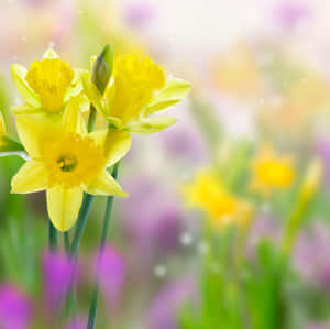 Beautiful Yellow Daffodils Blooming In Spring Wallpaper