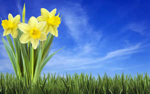 Beautiful Yellow Daffodils Blooming In The Garden Wallpaper