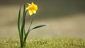 Beautiful Yellow Daffodils In Full Bloom Wallpaper