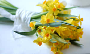 Beautiful Yellow Daffodils In Full Bloom Wallpaper