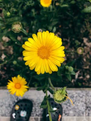 Beautiful Yellow Daisy In Bloom Wallpaper