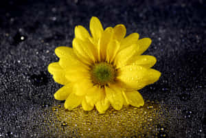 Beautiful Yellow Daisy In Full Bloom Wallpaper