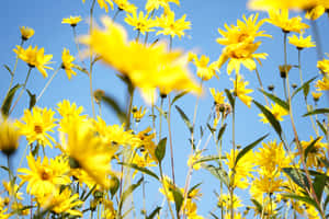 Beautiful Yellow Daisy In Full Bloom Wallpaper