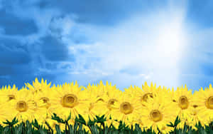 Beautiful Yellow Daisy Wallpaper Wallpaper