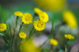 Beautiful Yellow Flowers With Perennial Smell Wallpaper