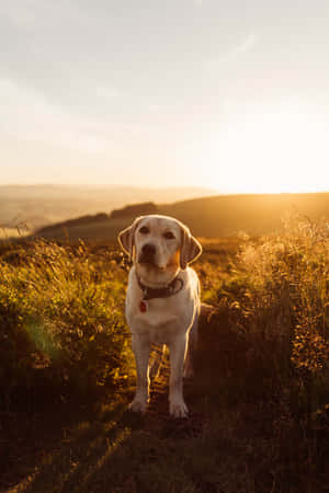 Beautiful Yellow Labrador Retriever Relaxing In Nature Wallpaper