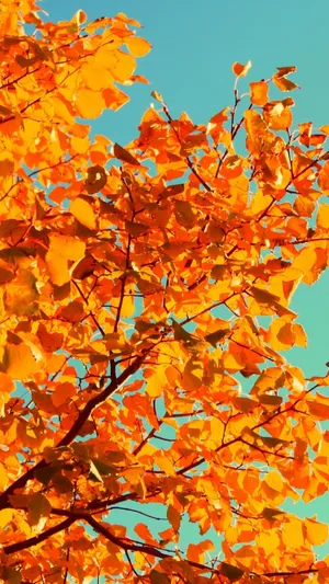 Beautiful Yellow Leaves On A Sunny Day Wallpaper