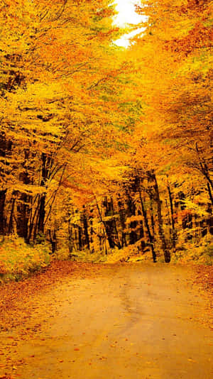 Beautiful Yellow Leaves Wallpaper Wallpaper