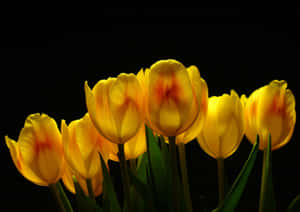 Beautiful Yellow Tulips In Bloom Wallpaper