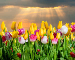 Beautiful Yellow Tulips In Full Bloom Wallpaper