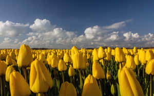 Beautiful Yellow Tulips In Full Bloom Wallpaper