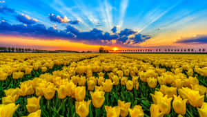 Beautiful Yellow Tulips In Full Bloom Wallpaper