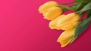 Beautiful Yellow Tulips In Full Bloom Wallpaper