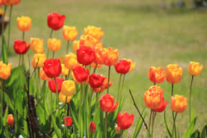 Beautiful Yellow Tulips In Full Bloom Wallpaper