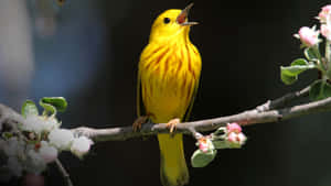 Beautiful Yellow Warbler Perched On A Branch Wallpaper