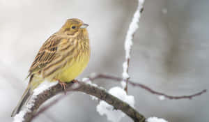 Beautiful Yellowhammer Bird Perching On A Branch Wallpaper