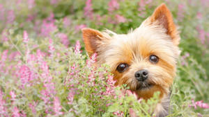 Beautiful Yorkshire Terrier On Garden Wallpaper