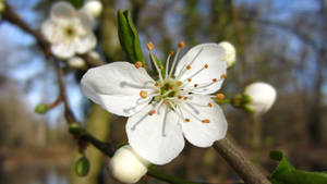 Beautifully Bloomed White Spring Flowers Wallpaper