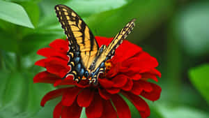 Beautifully Delicate Butterfly Perched Atop A Purple Flower Wallpaper