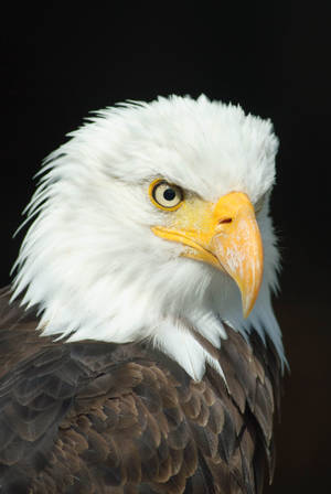 Beautifully Plumed Eagle Wallpaper