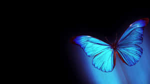 Beauty Abounds While Using A Butterflies Laptop Wallpaper