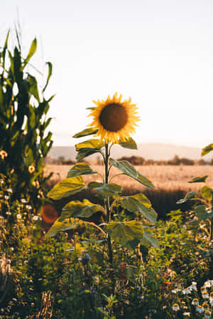 Beauty And Nature Combine In This Stunning Sunflower Aesthetic Iphone Wallpaper. Wallpaper