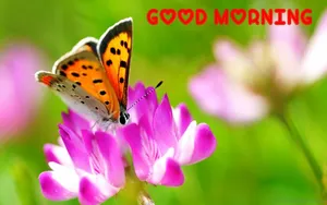 Beauty Is The Butterfly At Midnight