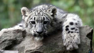 Beauty Of A Snow Leopard Wallpaper